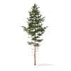 Pine Tree 3D Model 10.2m (9843) - Image 7