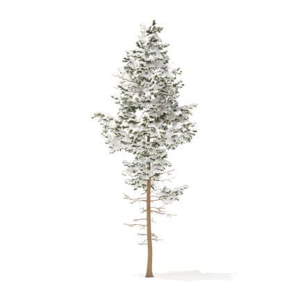 Pine Tree with Snow 3D Model 10.2m