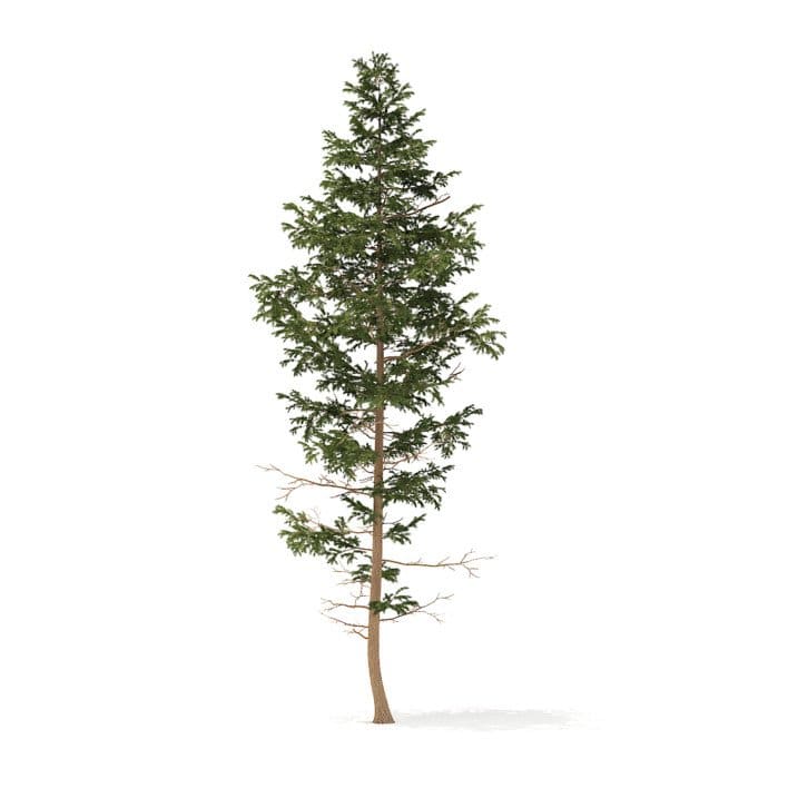 Pine Tree 3D Model 14m