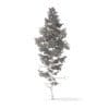 Pine Tree 3D Model 14m (9845) - Image 2