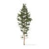 Pine Tree 3D Model 14m (9845) - Image 3