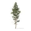 Pine Tree 3D Model 14m (9845) - Image 5