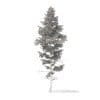 Pine Tree 3D Model 14m (9845) - Image 6