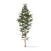 Pine Tree 3D Model 14m (9845) - Image 7