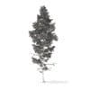 Pine Tree with Snow 3D Model 14m (9846) - Image 2