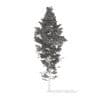 Pine Tree with Snow 3D Model 14m (9846) - Image 4
