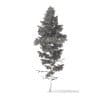 Pine Tree with Snow 3D Model 14m (9846) - Image 6