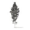 Pine Tree with Snow 3D Model 14m (9846) - Image 8
