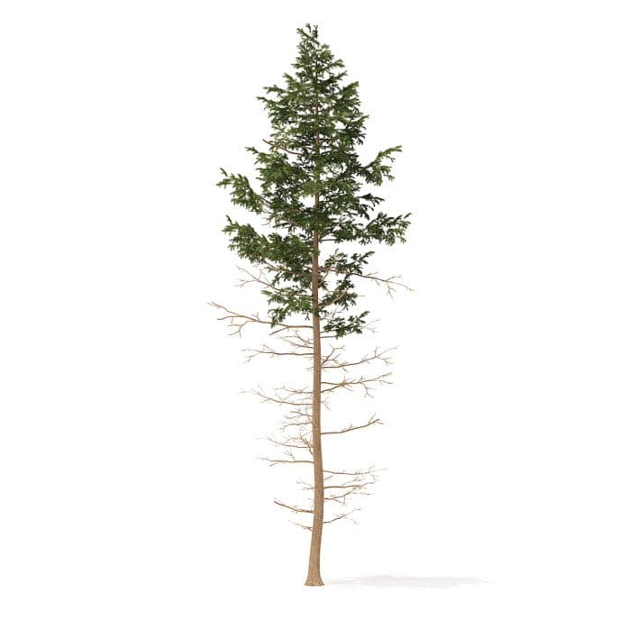 Pine Tree 3D Model 16m