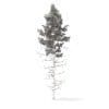 Pine Tree 3D Model 16m (9847) - Image 2