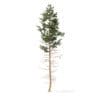 Pine Tree 3D Model 16m (9847) - Image 3