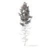 Pine Tree 3D Model 16m (9847) - Image 4