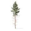 Pine Tree 3D Model 16m (9847) - Image 5