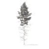 Pine Tree 3D Model 16m (9847) - Image 6