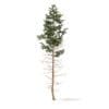 Pine Tree 3D Model 16m (9847) - Image 7