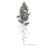 Pine Tree 3D Model 16m (9847) - Image 8