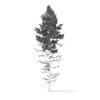 Pine Tree with Snow 3D Model 16m (9848) - Image 2