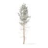 Pine Tree with Snow 3D Model 16m (9848) - Image 3