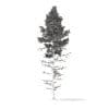 Pine Tree with Snow 3D Model 16m (9848) - Image 6