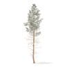 Pine Tree with Snow 3D Model 16m (9848) - Image 7