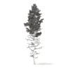 Pine Tree with Snow 3D Model 16m (9848) - Image 8