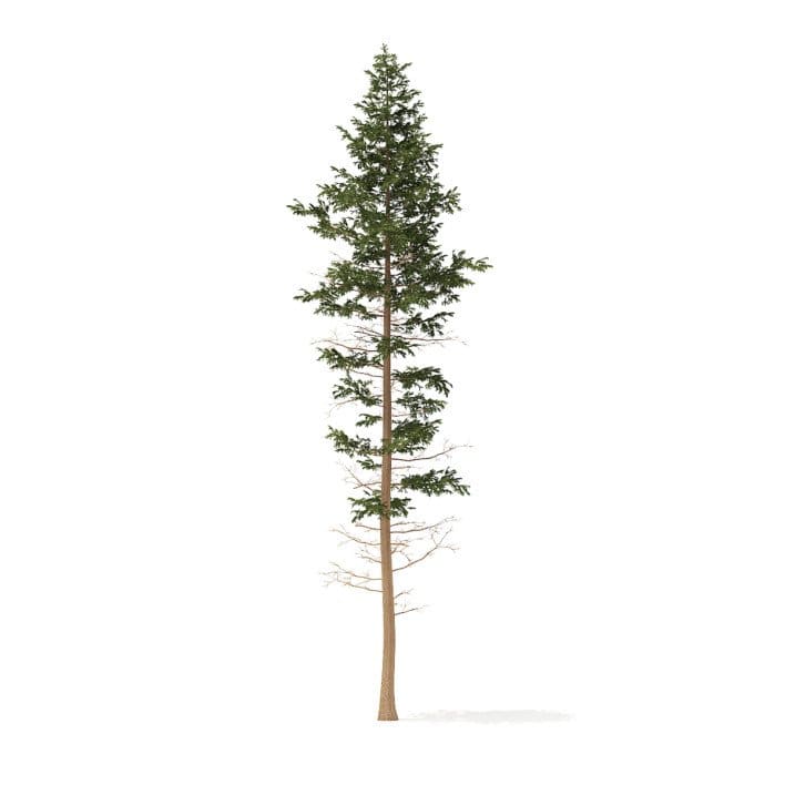 Pine Tree 3D Model 25m