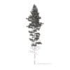 Pine Tree 3D Model 25m (9849) - Image 2