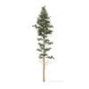 Pine Tree 3D Model 25m (9849) - Image 3