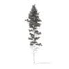 Pine Tree 3D Model 25m (9849) - Image 4