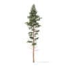 Pine Tree 3D Model 25m (9849) - Image 5