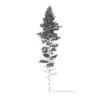 Pine Tree 3D Model 25m (9849) - Image 6