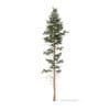 Pine Tree 3D Model 25m (9849) - Image 7