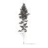 Pine Tree 3D Model 25m (9849) - Image 8