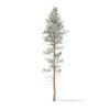 Pine Tree with Snow 3D Model 25m (9850) - Image 7