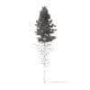 Pine Tree 3D Model 28.5m (9851) - Image 2