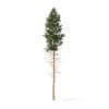 Pine Tree 3D Model 28.5m (9851) - Image 3