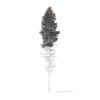 Pine Tree 3D Model 28.5m (9851) - Image 4