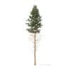 Pine Tree 3D Model 28.5m (9851) - Image 5