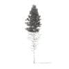 Pine Tree 3D Model 28.5m (9851) - Image 6
