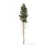 Pine Tree 3D Model 28.5m (9851) - Image 7