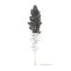 Pine Tree 3D Model 28.5m (9851) - Image 8