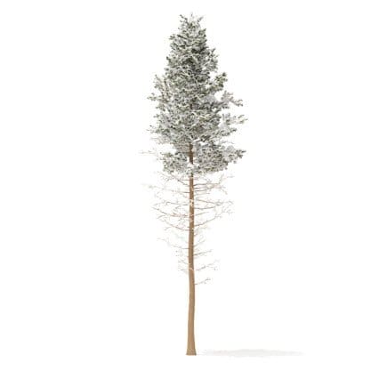 Pine Tree with Snow 3D Model 28.5m
