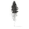 Pine Tree with Snow 3D Model 28.5m (9852) - Image 2