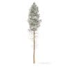 Pine Tree with Snow 3D Model 28.5m (9852) - Image 3