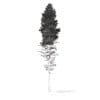 Pine Tree with Snow 3D Model 28.5m (9852) - Image 4