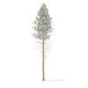 Pine Tree with Snow 3D Model 28.5m (9852) - Image 5
