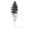 Pine Tree with Snow 3D Model 28.5m (9852) - Image 6
