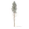 Pine Tree with Snow 3D Model 28.5m (9852) - Image 7