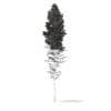 Pine Tree with Snow 3D Model 28.5m (9852) - Image 8