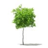 Fruit Trees 3D Models Collection - Volume 105 - Image 2